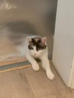 Pose d’un stratifié à Mundolsheim